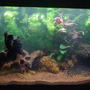 Publication de Scorpmat