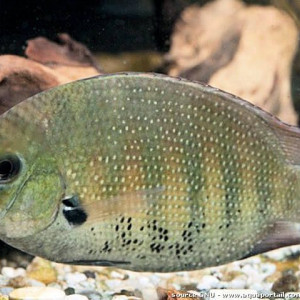 Etroplus suratensis