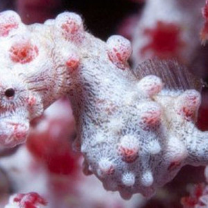 Publication de shanganagh-takhisis