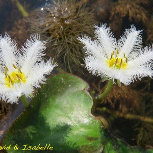 Publication de shanganagh-takhisis