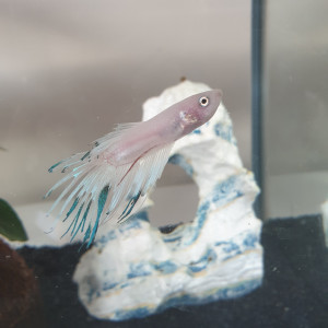 Publication de Cece21lolbetta