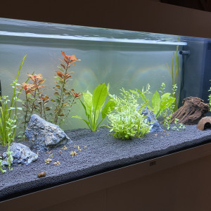 Publication de fiocn