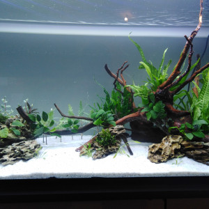 Publication de DFish