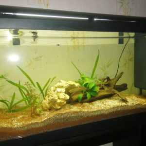 100l guppy