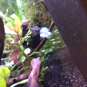 Publication de antho