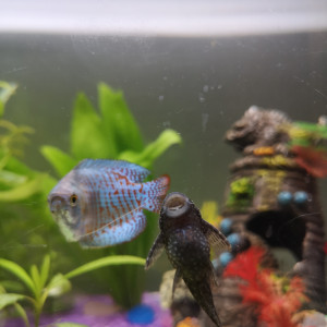 Publication de fanste92