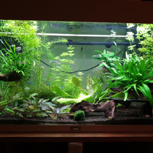 Jungle
