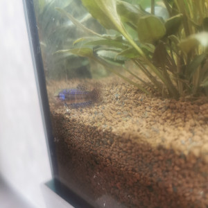 Betta alien blue