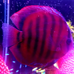 Publication de Claude34