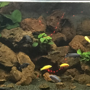 Publication de Db63100