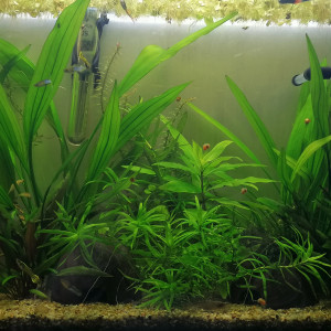 Aqua 25l