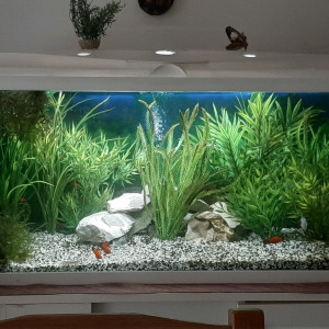 Publication de Roman1