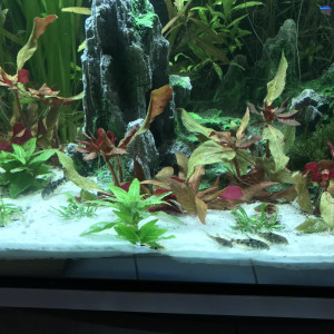 Publication de Aukum