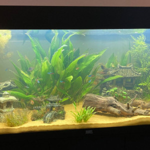 Juwel 180L