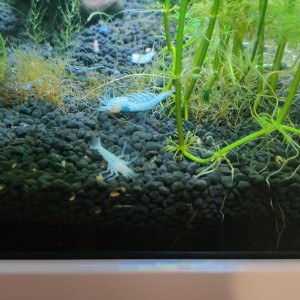 Publication de jedi.6