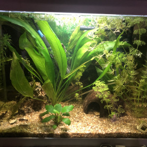 Publication de Momo-gali