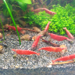 Publication de Kaeris