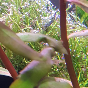 Publication de Shinobiinks