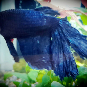 Publication de Lulu82