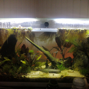 Publication de pierre-bourgon