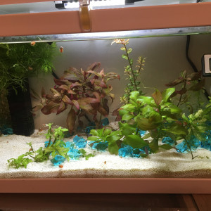 Blue shrimp