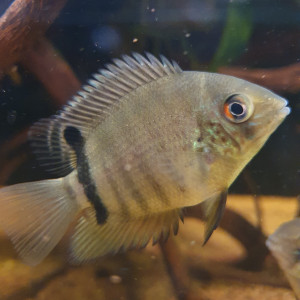 Cichlidés Amérique du Sud