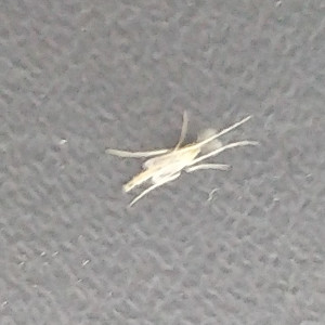 Publication de Fouxy491