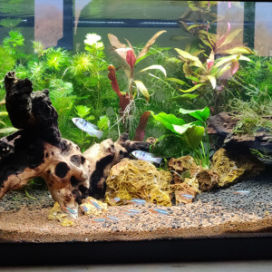 Publication de Scorpmat