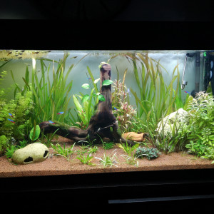Aquarium 200 litre