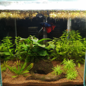 Aquarium betta 20 litres