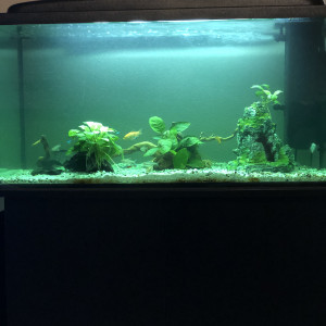 Publication de Magicarpe