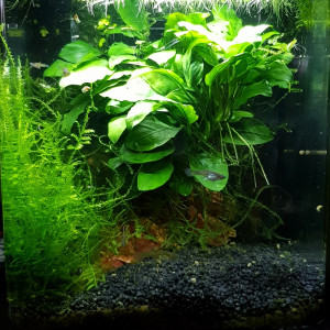 Pico aquarium Endler