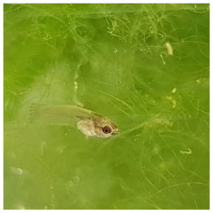 Bac reproduction Betta Splendens