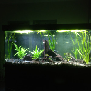aquarium Salon