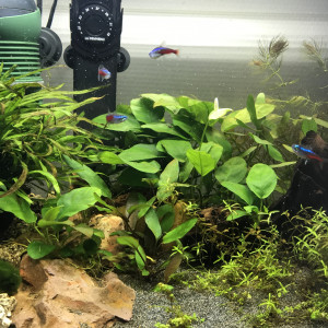 Tetra néon