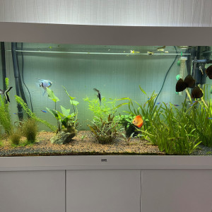 JUWEL RIO LED 350