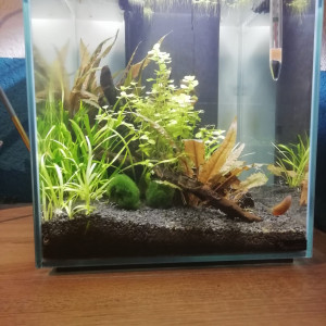 nano aquarium
