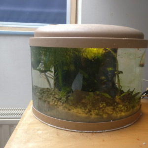 aquarium pour alvins