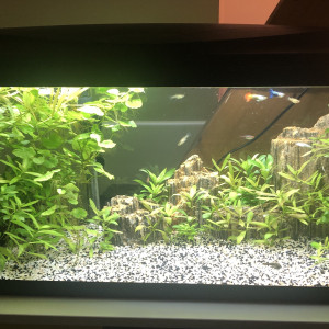 Aquarium 80