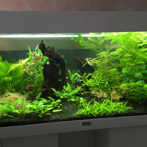 Mon premier amazonien
