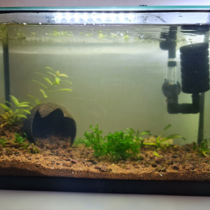 Néocaridina Davidii - black