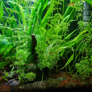 Bac crevettes