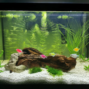 Glofish