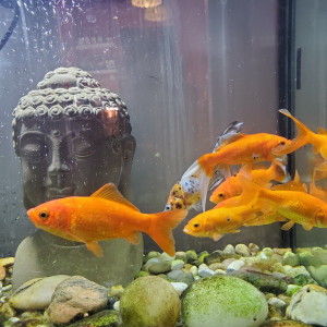 Poissons rouges