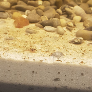 Publication de Mevew