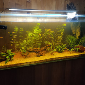 Publication de Phoenix17