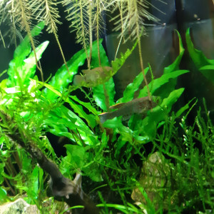 Nano 20 LITRES