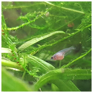 Publication de Artilm