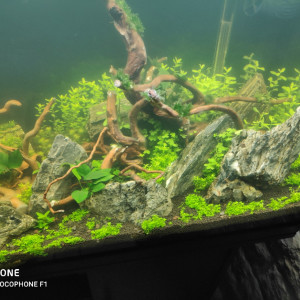 Publication de Rosso