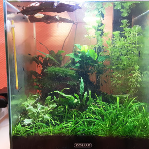Neocaridina Blue Velvet 33L